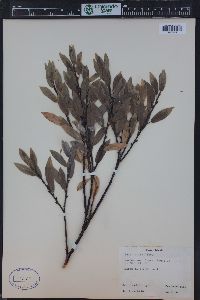 Salix wolfii image