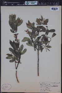 Salix wolfii image