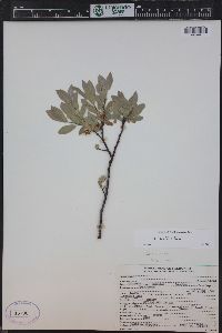 Salix wolfii image