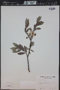 Salix wolfii image