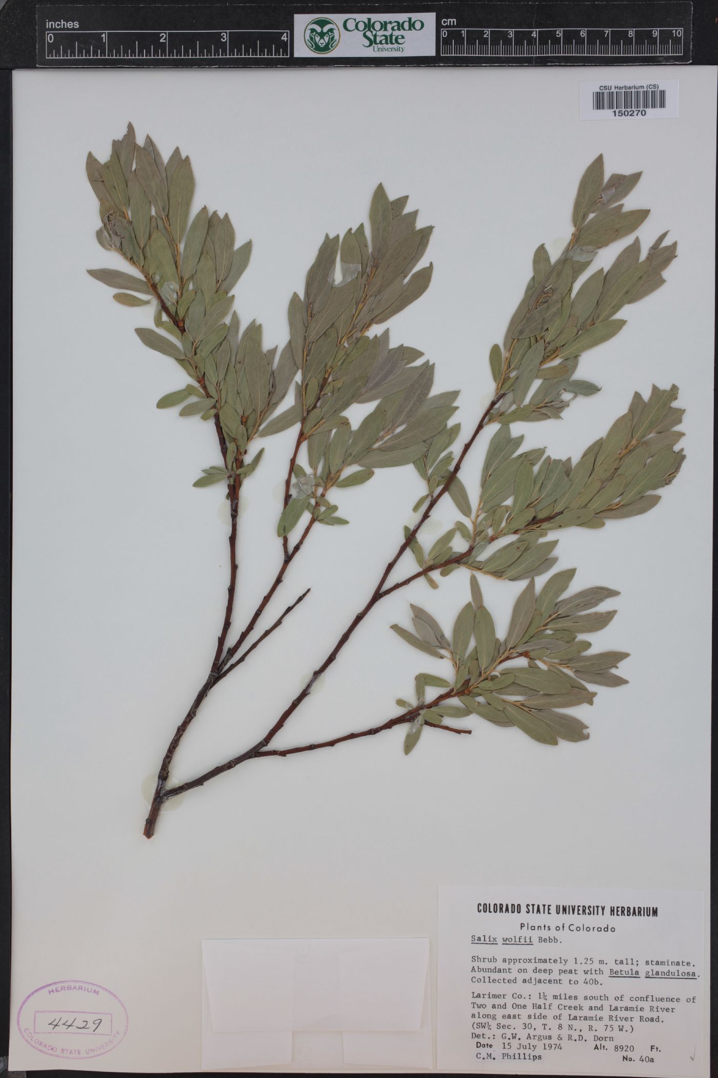 Salix wolfii image