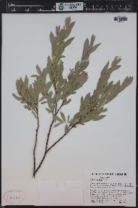 Salix wolfii image