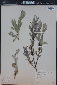 Salix wolfii image