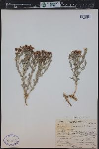 Comandra umbellata subsp. pallida image