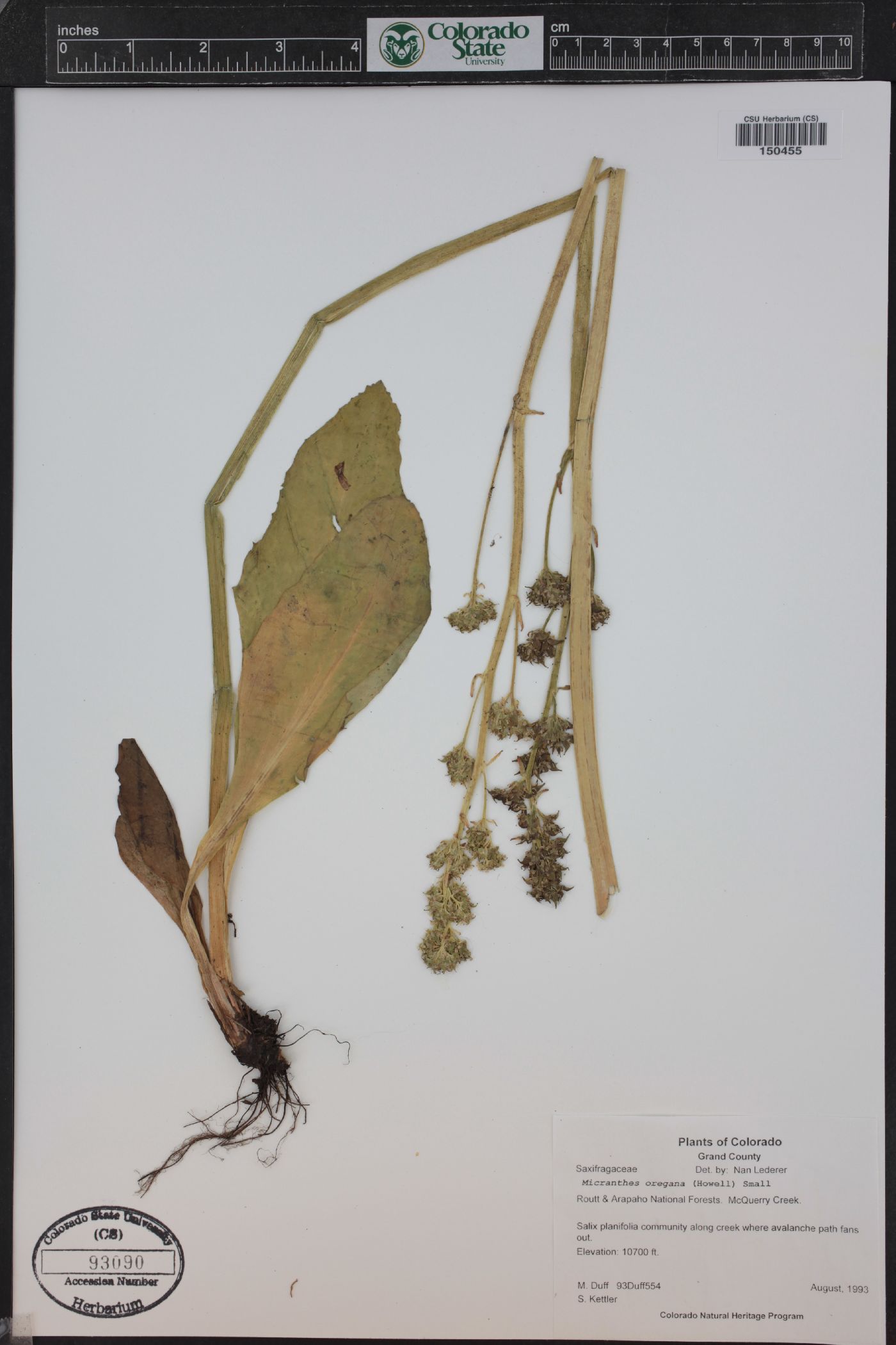 Micranthes oregana image