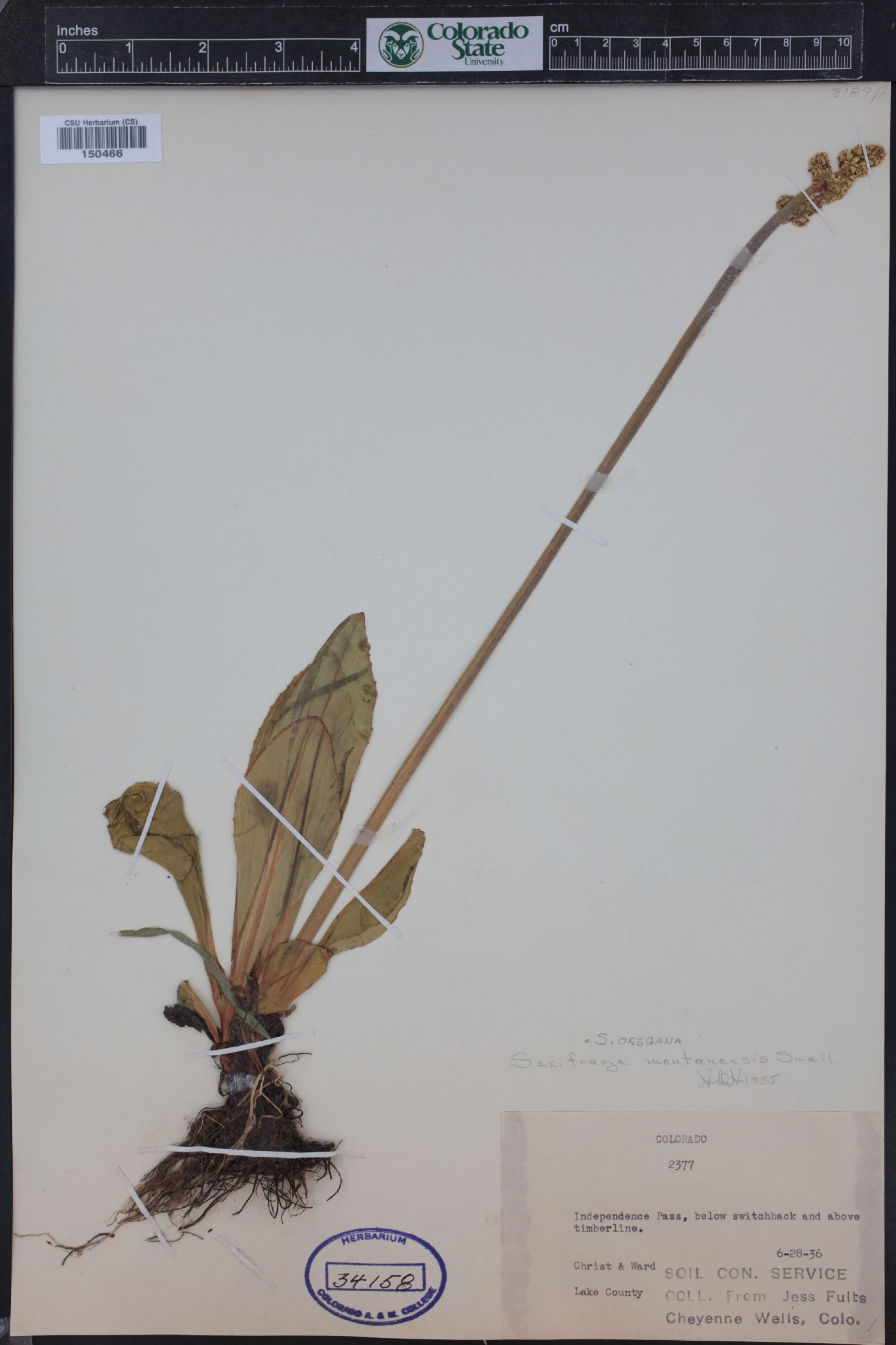 Micranthes oregana image