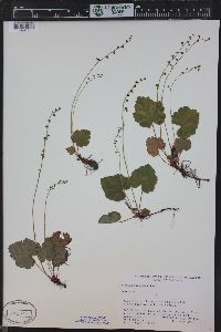 Mitella pentandra image