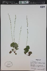 Mitella pentandra image