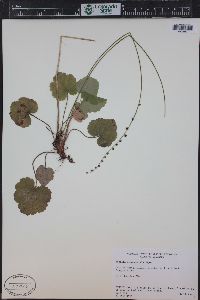 Mitella stauropetala image