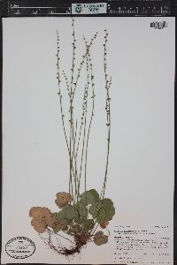 Mitella stauropetala image