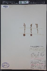 Saxifraga adscendens image