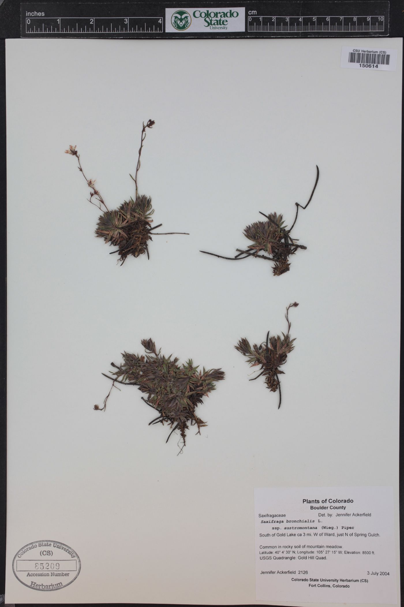 Saxifraga bronchialis subsp. austromontana image