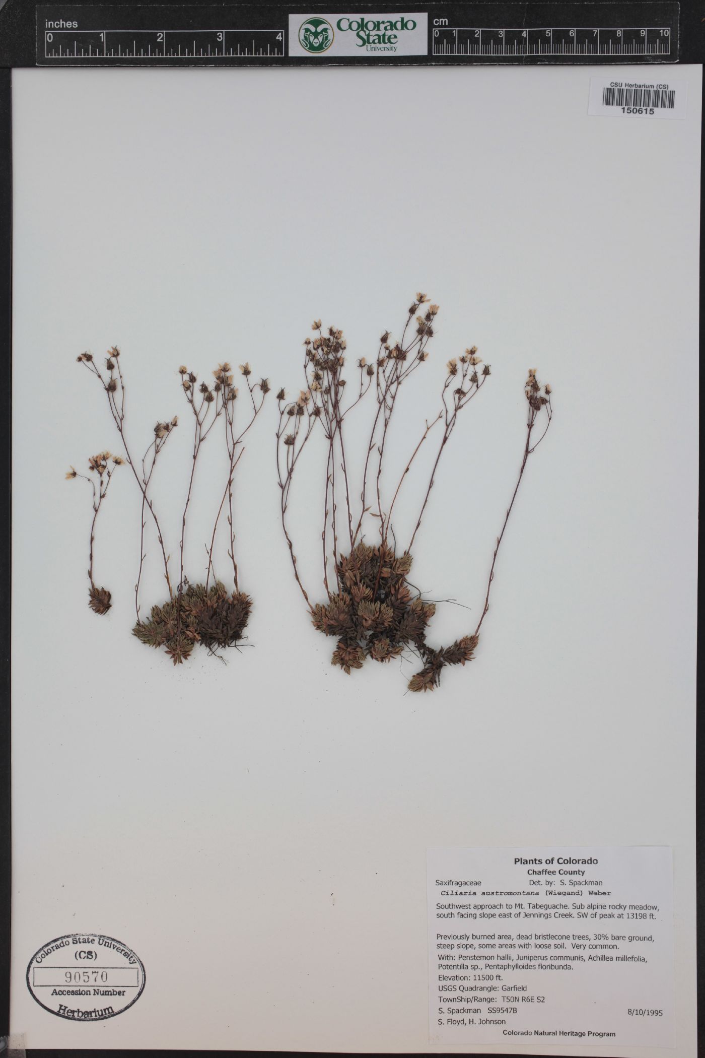 Saxifraga bronchialis subsp. austromontana image