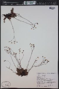 Saxifraga bronchialis image