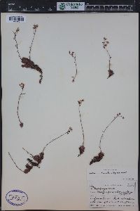 Saxifraga bronchialis subsp. austromontana image