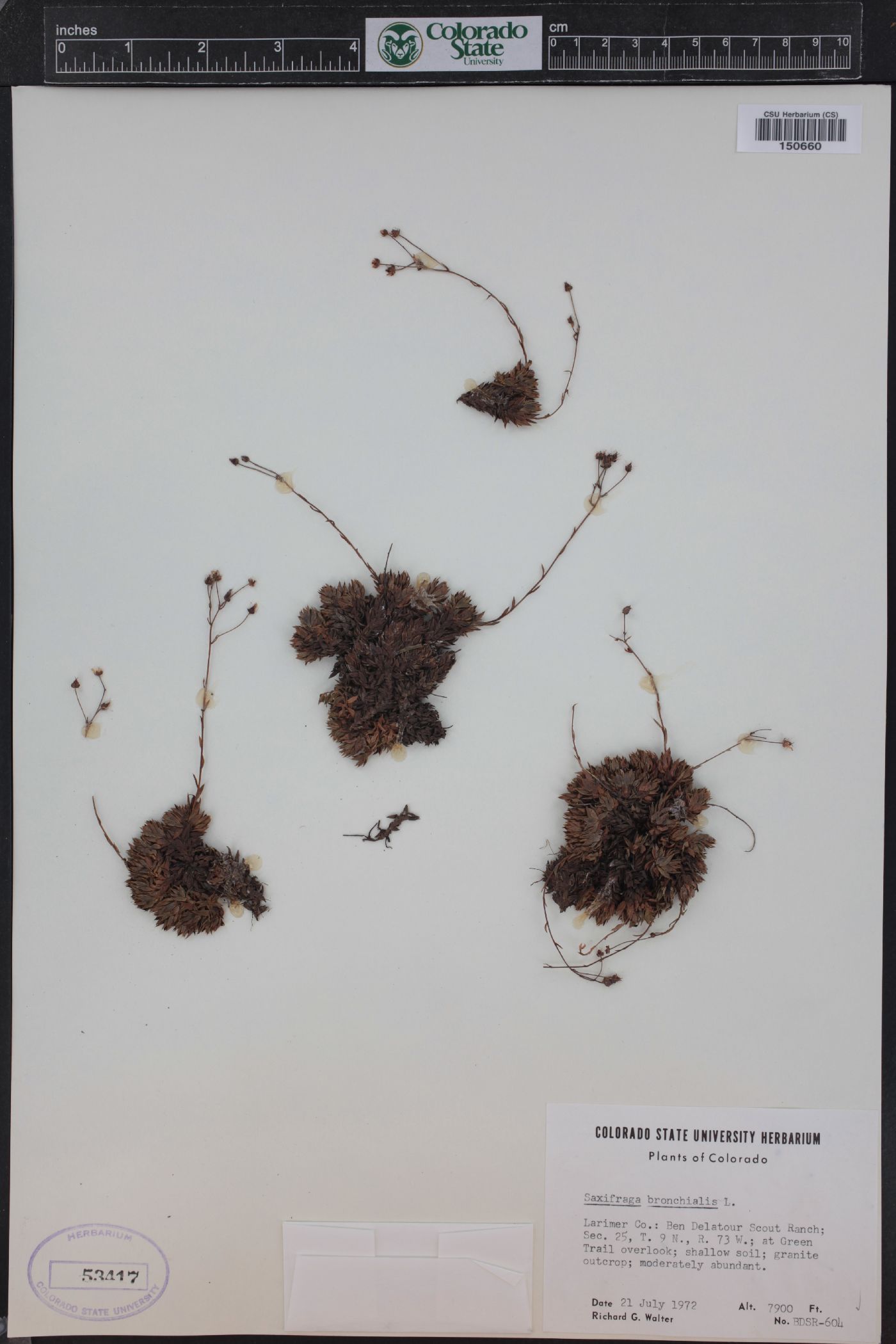 Saxifraga bronchialis subsp. austromontana image
