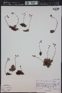 Saxifraga bronchialis image