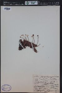 Saxifraga bronchialis subsp. austromontana image