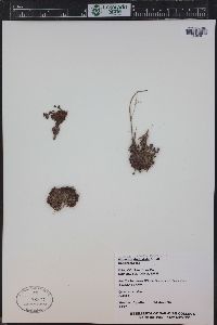 Saxifraga cespitosa subsp. delicatula image