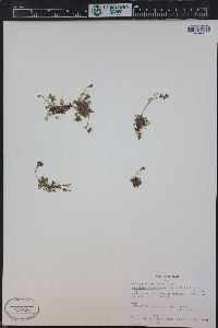 Saxifraga cespitosa image