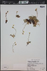 Saxifraga chrysantha image