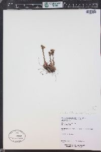Saxifraga flagellaris subsp. crandallii image