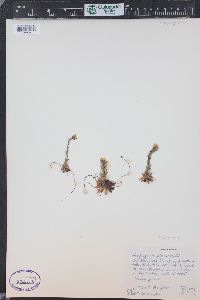 Saxifraga flagellaris image