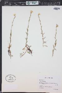 Saxifraga hirculus image