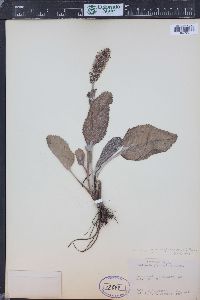 Synthyris plantaginea image