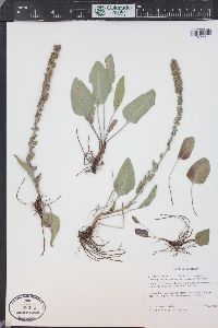 Veronica wyomingensis image