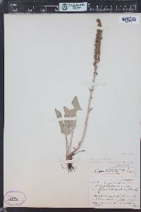 Veronica wyomingensis image