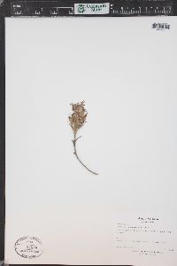 Castilleja angustifolia image