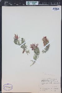 Castilleja angustifolia var. dubia image
