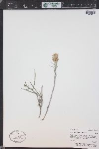 Castilleja flava image