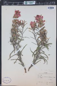 Castilleja integra image