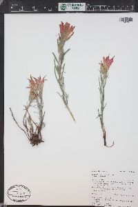 Castilleja integra image