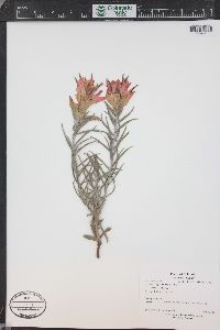 Castilleja integra image