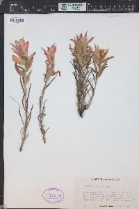 Castilleja integra image