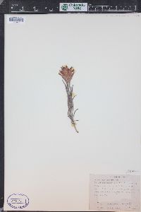 Castilleja integra image