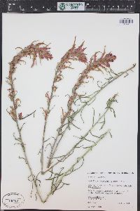 Castilleja linariifolia image