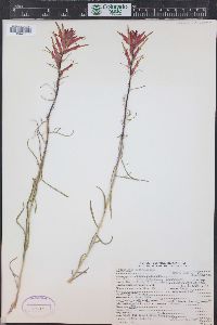 Castilleja linariifolia image