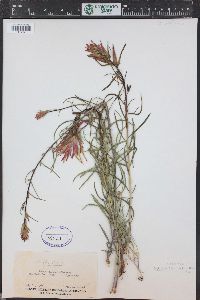 Castilleja linariifolia image