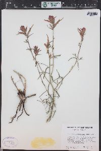 Castilleja linariifolia image