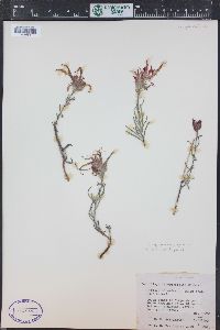 Castilleja linariifolia image