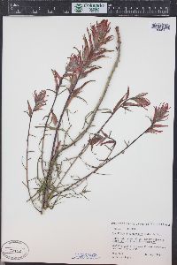 Castilleja linariifolia image