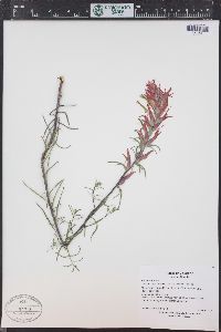 Castilleja linariifolia image