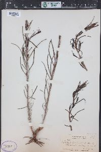 Castilleja linariifolia image