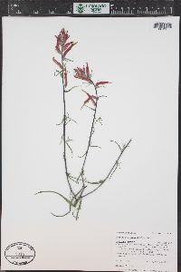 Castilleja linariifolia image