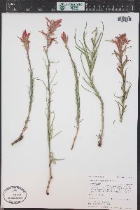 Castilleja linariifolia image