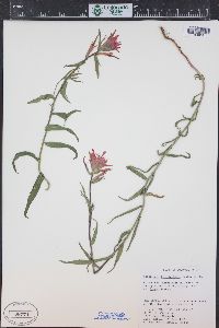 Castilleja linariifolia image